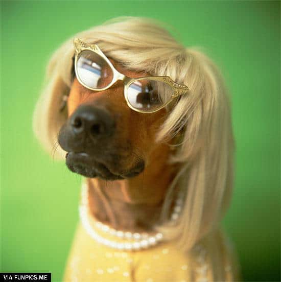 dogs with wigs 16