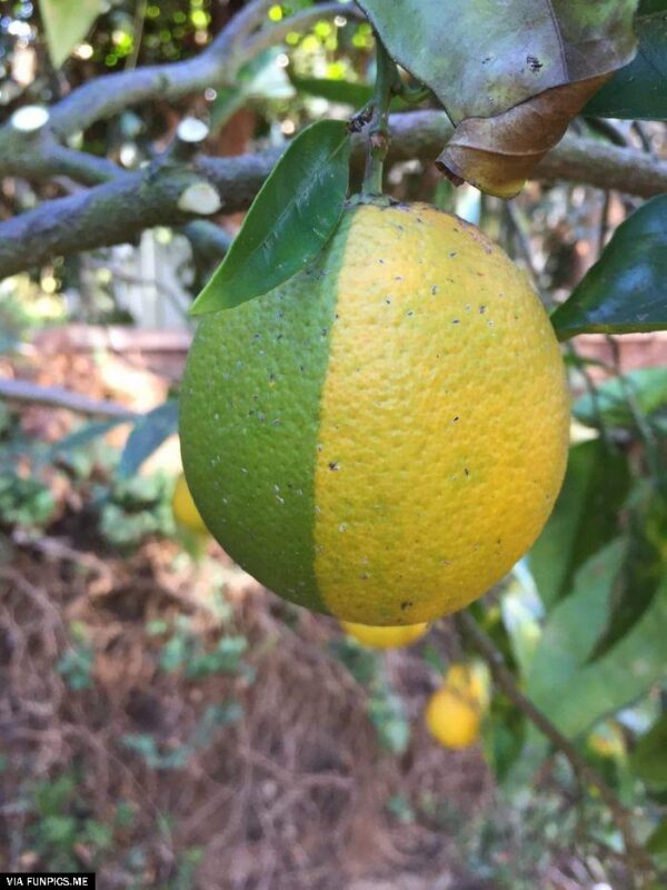 So this is where Lemon Sprite comes from