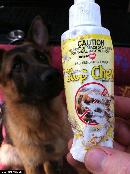 Stop Chew for dogs really works
