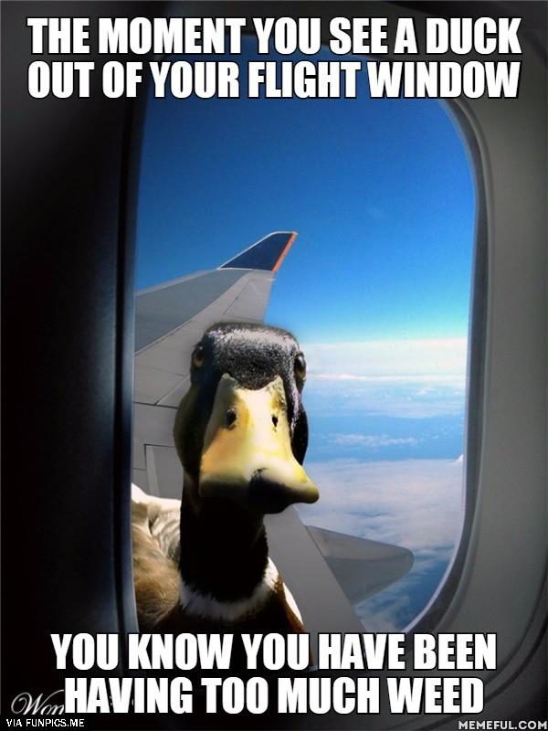 The moment you see a duck outside your flight window