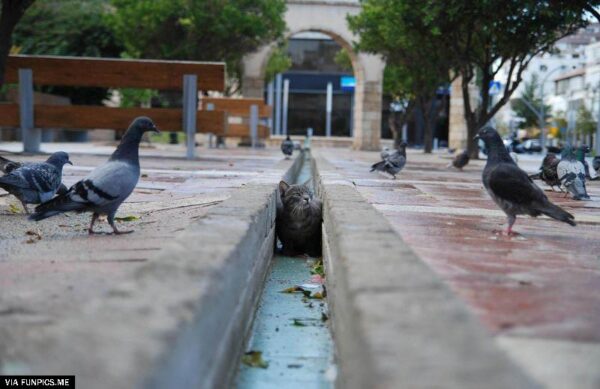 This cat is very intelligent