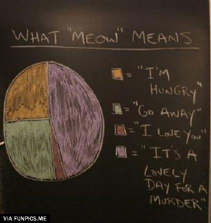What Meow means