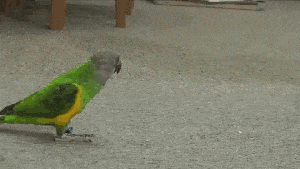 Parakeet plays the dead