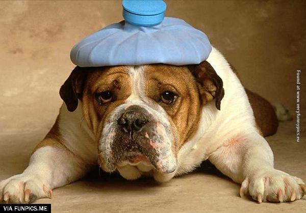 funny-pictures-animals-that-look-hungover-28