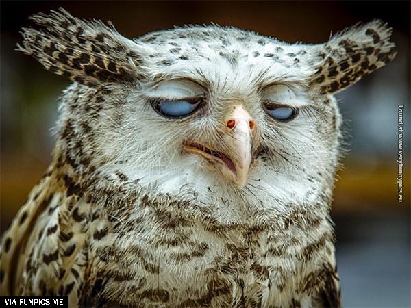 funny-pictures-animals-that-look-hungover-18