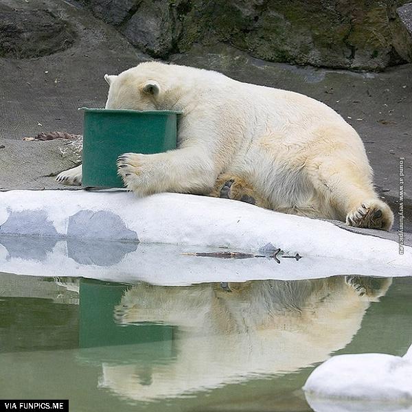 funny-pictures-animals-that-look-hungover-17