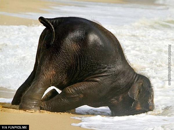 funny-pictures-animals-that-look-hungover-15