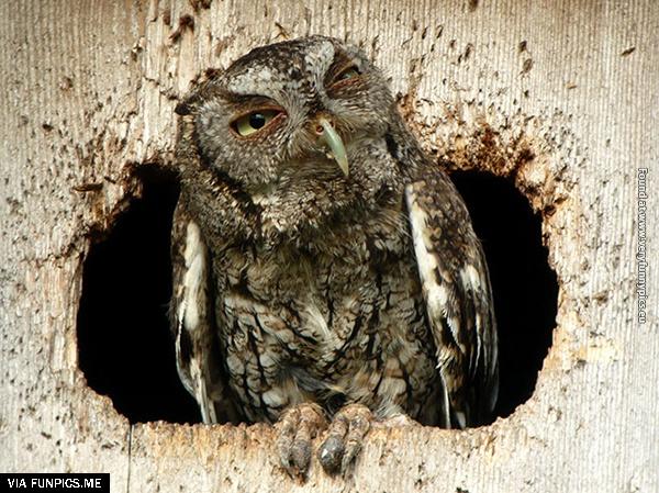 funny-pictures-animals-that-look-hungover-14