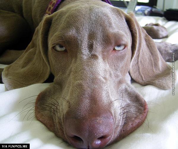 funny-pictures-animals-that-look-hungover-12