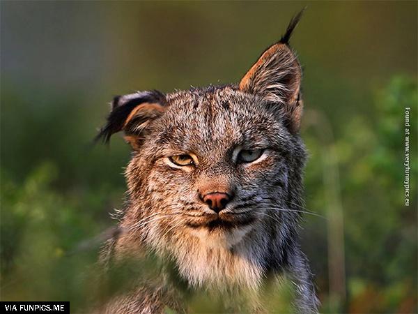 funny-pictures-animals-that-look-hungover-10