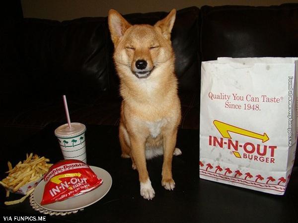 funny-pictures-animals-that-look-hungover-08