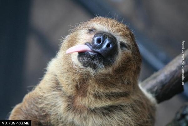 funny-pictures-animals-that-look-hungover-26