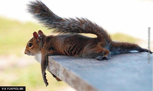 funny-pictures-animals-that-look-hungover-07