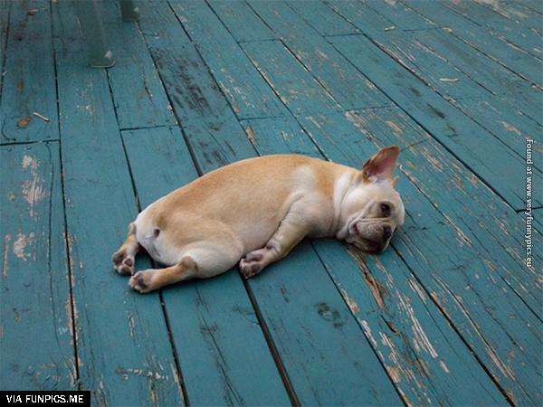 funny-pictures-animals-that-look-hungover-04