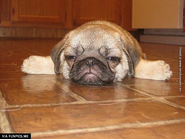 funny-pictures-animals-that-look-hungover-03