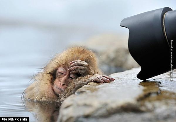 funny-pictures-animals-that-look-hungover-02