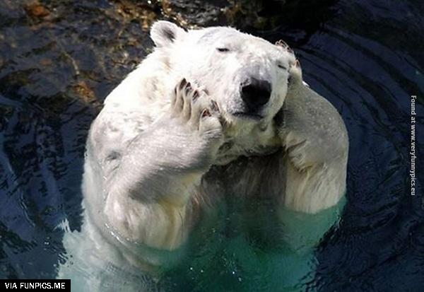 funny-pictures-animals-that-look-hungover-25