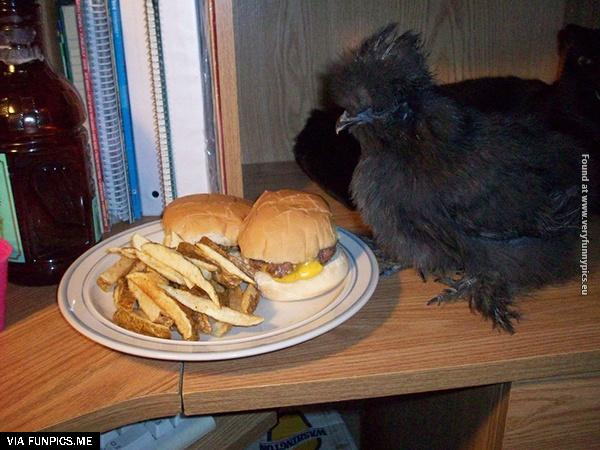 funny-pictures-animals-that-look-hungover-22