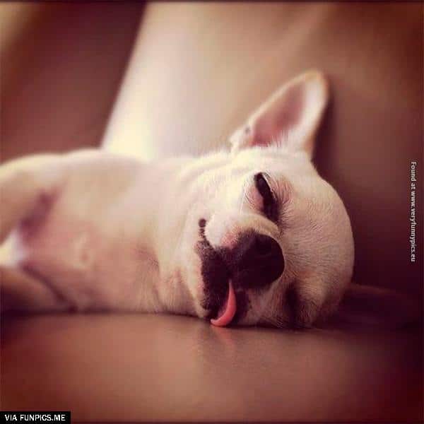 funny-pictures-animals-that-look-hungover-081