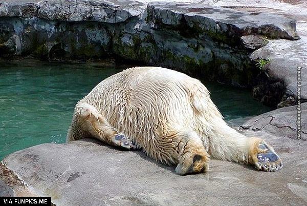 funny-pictures-animals-that-look-hungover-01
