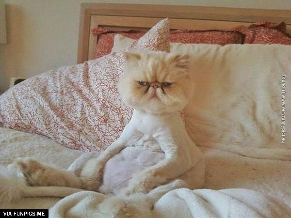 funny-pictures-animals-that-look-hungover-06