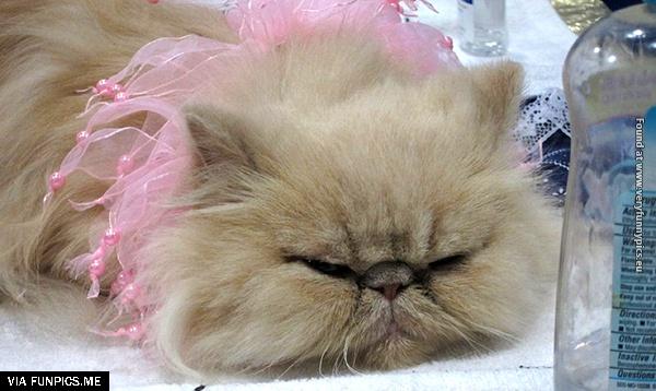 funny-pictures-animals-that-look-hungover-24
