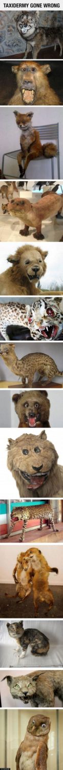 Taxidermy_Gone_Right