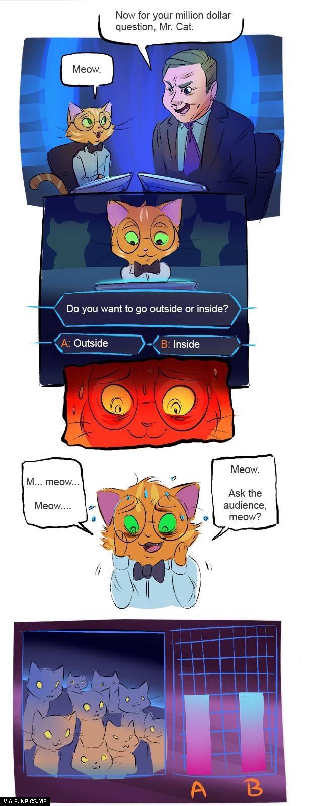 Who wants to be a millionaire cat