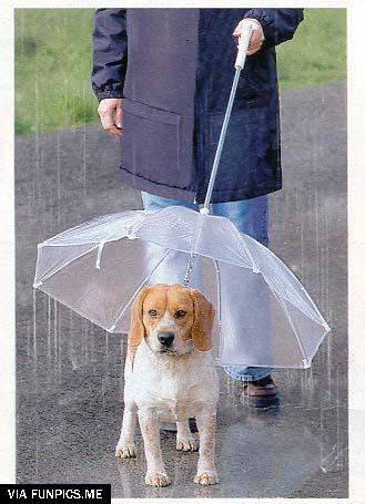 Great invention for your dog