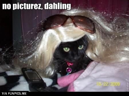 lolcatsdotcomuu7yo8xhbgwndjwq