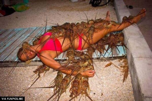 Lobsters1353
