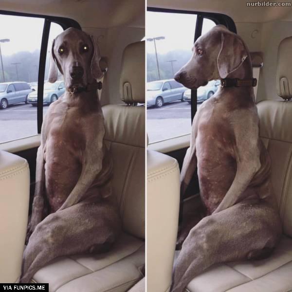 This dog has real manners