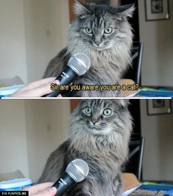 Are you aware that you are a cat