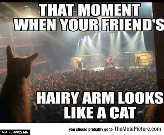 Is that your arm that i see there or a cat