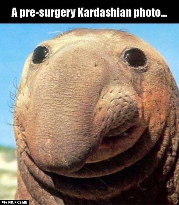 dailyhaha funny pictures