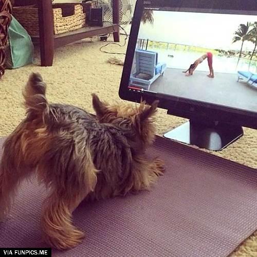 dog-doing-yoga