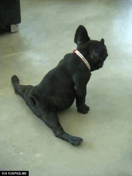 dog-yoga (1)