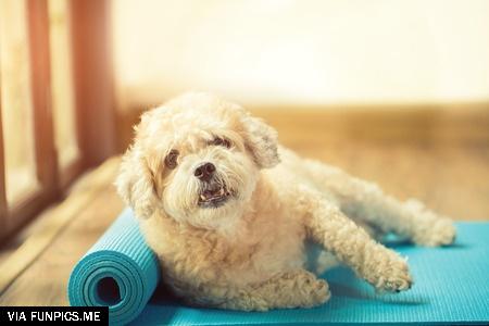 dog-yoga-mat