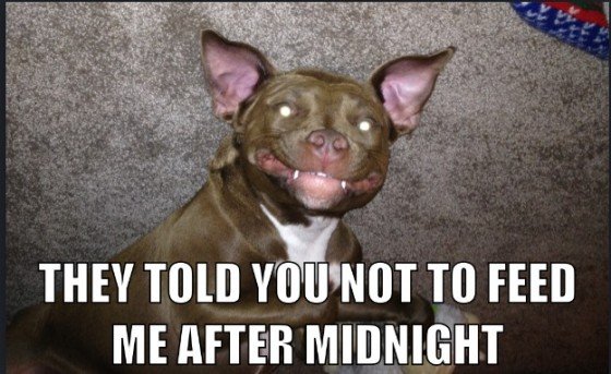 pitbull-funny-picture-1