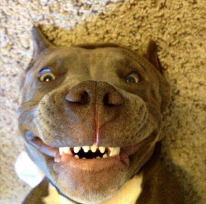 pitbull-funny-picture-8