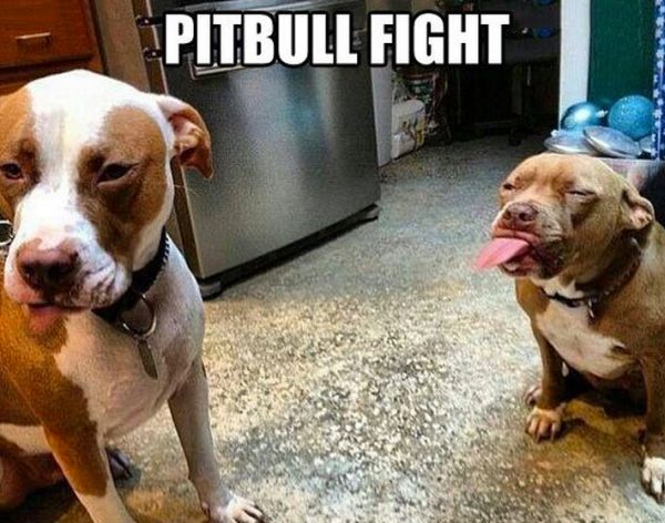pitbull-funny-picture-10