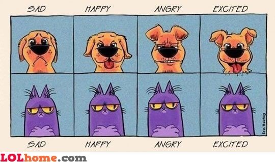 Facial expressions of dog versus cat