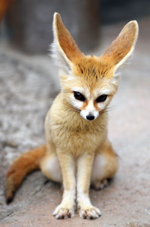 inari fox