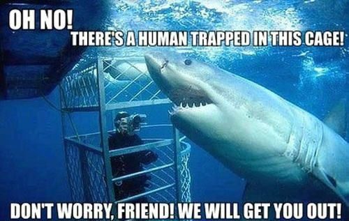 shark week meme 6