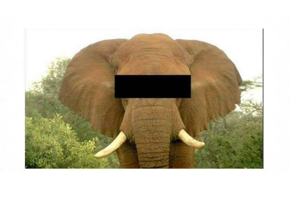 Guess the animal,65% people fail this test