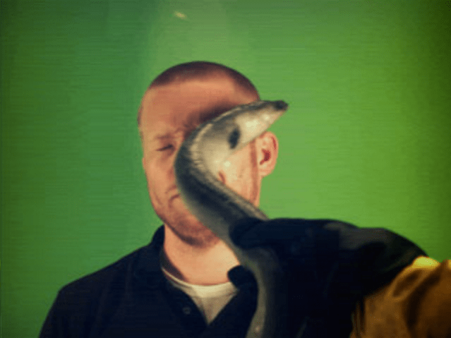 Weird websites to visit - Eel Slap