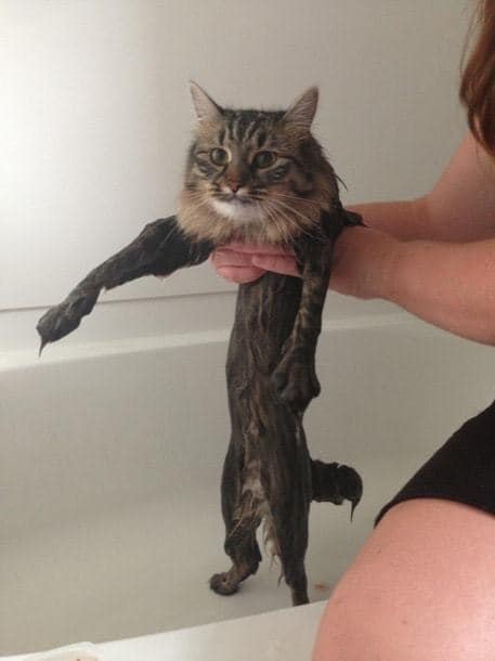 hilarious-wet-cats-15