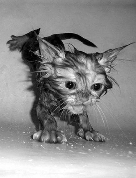 hilarious-wet-cats-17