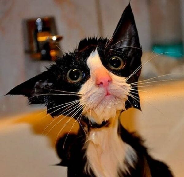 hilarious-wet-cats-2