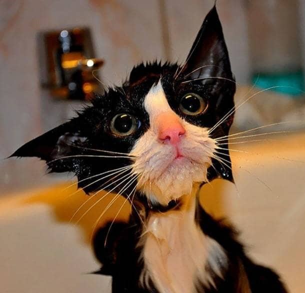 hilarious-wet-cats-2